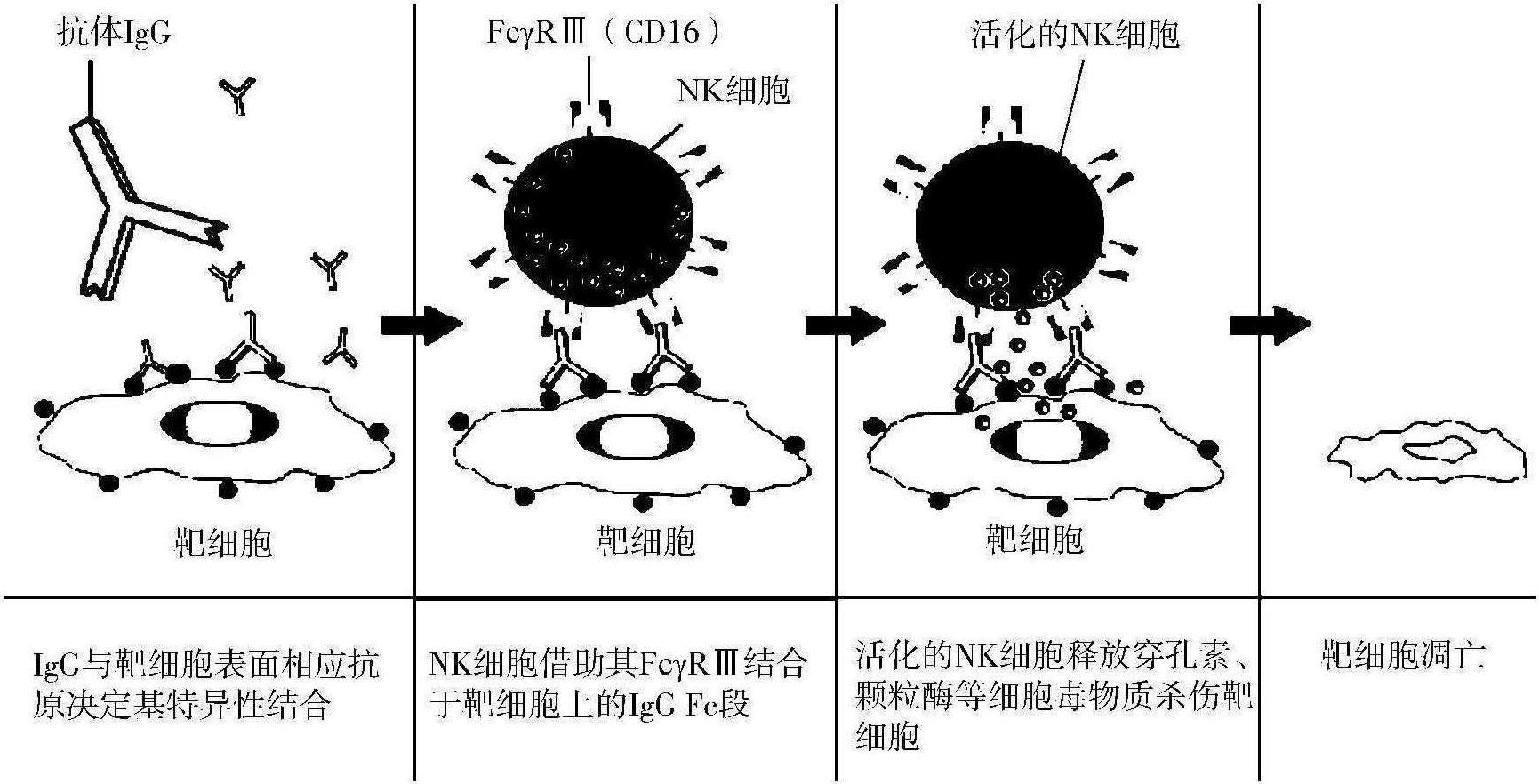 二、其他免疫細(xì)胞